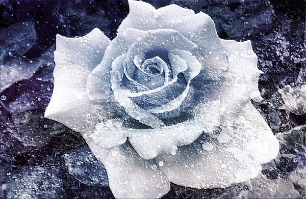 Desabrochar do Inverno - A Rosa do Espinho de Gelo Contos-uchihas-sasusaku-9770031-250720171216