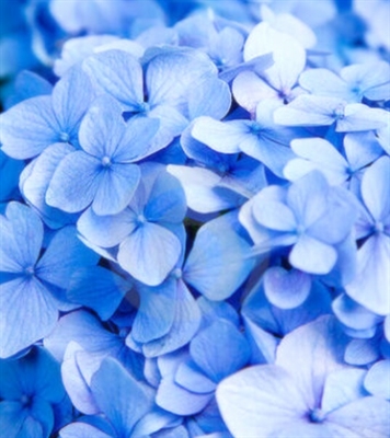 Resultado de imagem para flores azuis