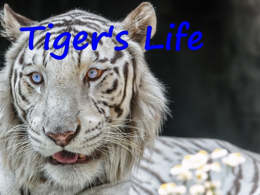 Fanfic / Fanfiction Tigers Life
