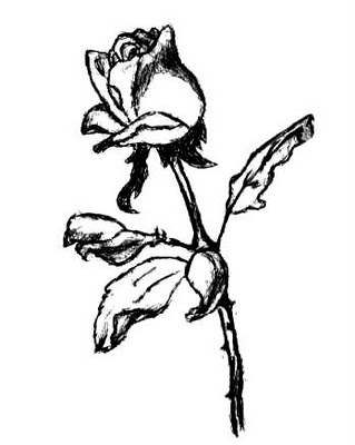 Fanfic / Fanfiction Uma Rosa Preta Numa Flor de Cerejeira