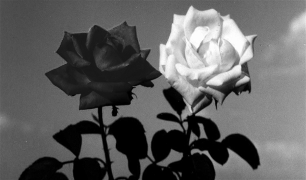 Fanfic / Fanfiction Rosas Gêmeas