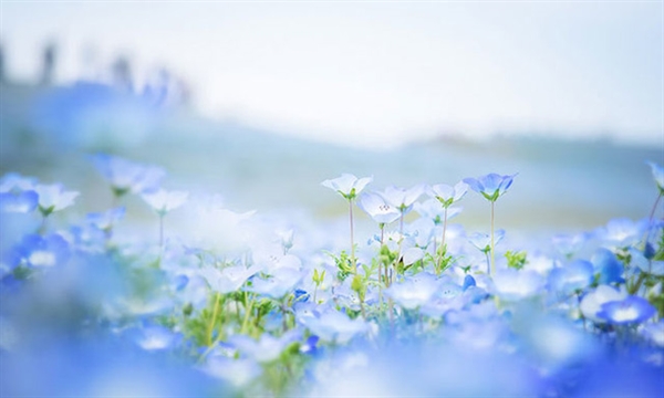 Fanfic / Fanfiction Fleur Bleue - Rousseau