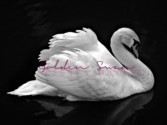 Fanfic / Fanfiction Golden Swan
