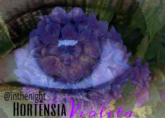 Fanfic / Fanfiction Hortênsia Violeta - Crônica