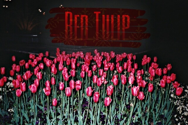 Fanfic / Fanfiction Red Tulip