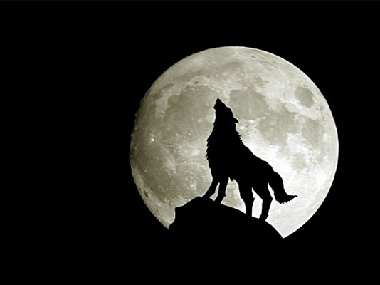 Fanfic / Fanfiction The Wolf that fell in love with Little Red Riding Hood