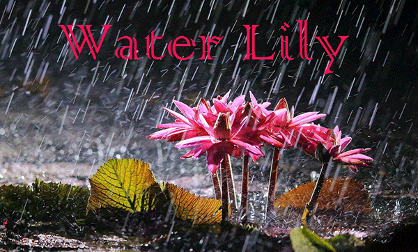 Fanfic / Fanfiction Water Lily