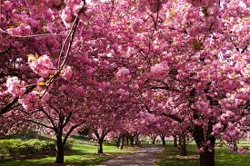 Fanfic / Fanfiction As Flores de Cerejeiras