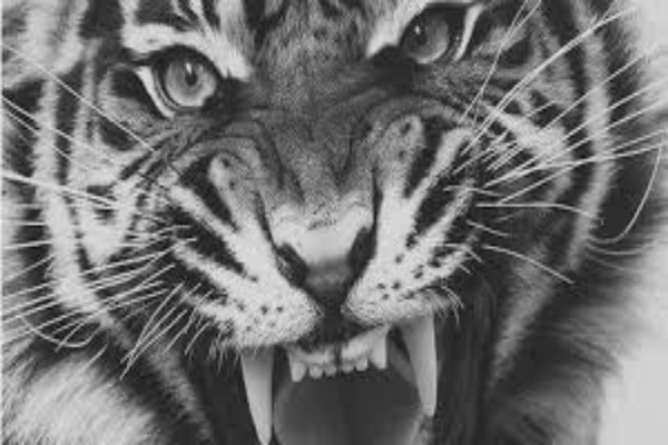 Fanfic / Fanfiction A maldição do tigre