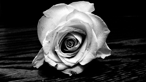 Fanfic / Fanfiction Sweet Rose