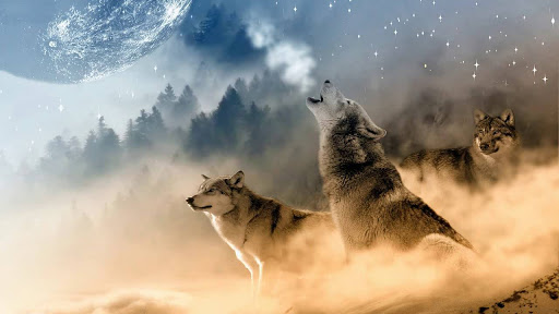 Fanfic / Fanfiction The konoha wolves