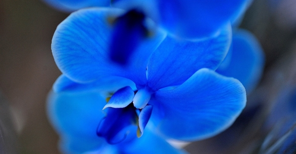 Fanfic / Fanfiction Orquídeas Azuis