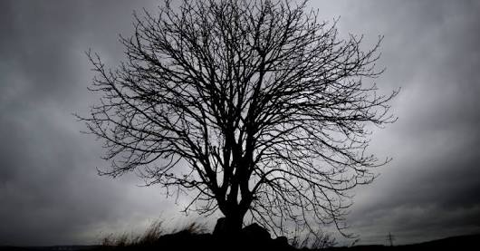 Fanfic / Fanfiction A árvore da morte