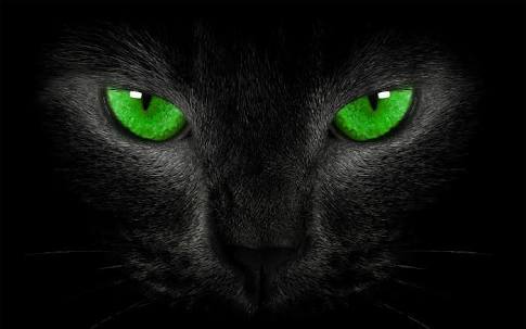 Fanfic / Fanfiction Black Cat