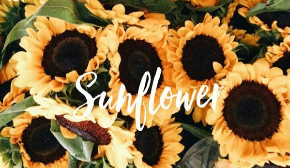 Fanfic / Fanfiction Sunflower • Romione•