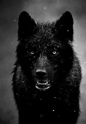 Fanfic / Fanfiction The Black Wolf