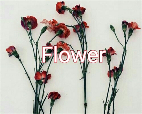 Fanfic / Fanfiction Flower
