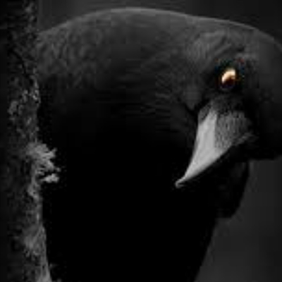 Fanfic / Fanfiction O corvo majestoso de Arckalag.