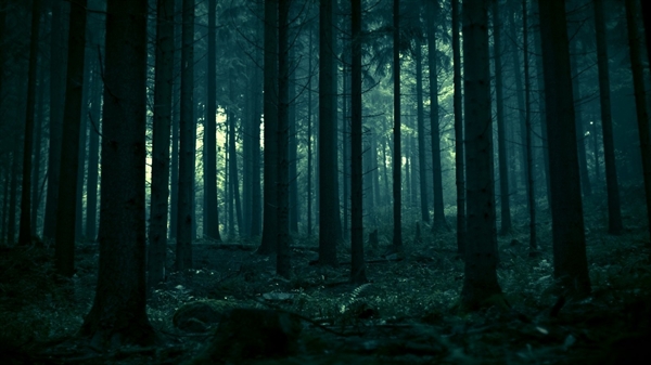 Fanfic / Fanfiction The forest - Interativa