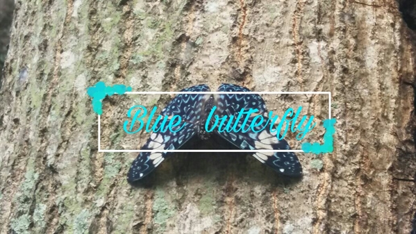 Fanfic / Fanfiction Blue butterfly