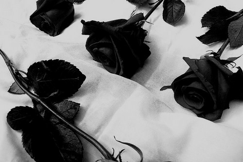 Fanfic / Fanfiction Rosas negras.