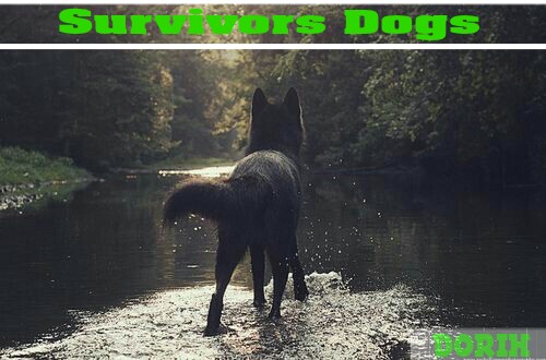 Fanfic / Fanfiction Survivors Dogs