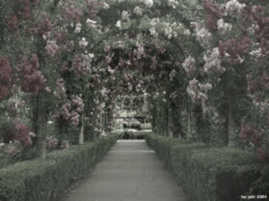 Fanfic / Fanfiction Um jardim de rosas mortas