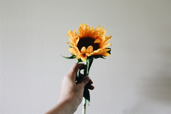 Fanfic / Fanfiction Sunflowers
