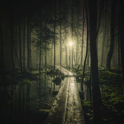 A entrada da floresta à noite.