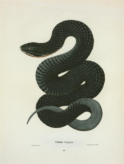 [DOMINAÇÃO] A serpente negra Emnyama--a-serpente-negra-12415470-170320181645