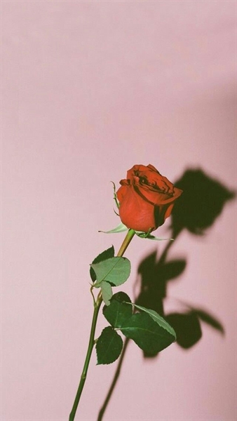 Fanfic / Fanfiction .a rosa