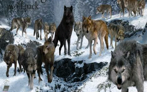 História A Saga Crepúsculo:O mundo dos lobos - História escrita por  liwiaClewater - Spirit Fanfics e Histórias