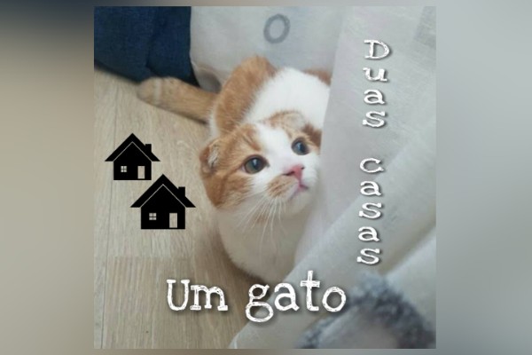 Fanfic / Fanfiction Um Gato, Duas Casas