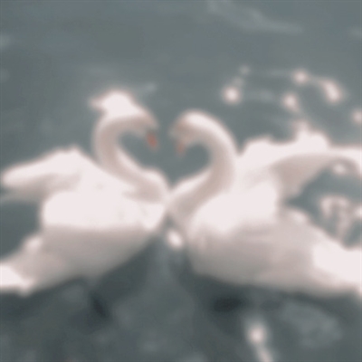 Fanfic / Fanfiction Swan