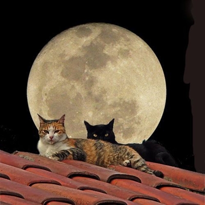 Fanfic / Fanfiction O Gato Mágico ao Brilhar da Lua - Tobidei
