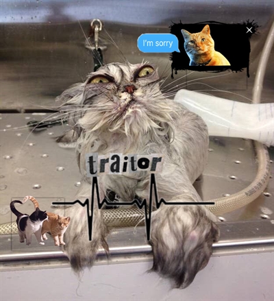 Fanfic / Fanfiction Traitor- gato Silvio Santos x gato Luciano hulk + gato da eliana