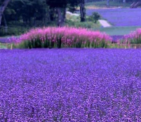 História Campo de orquídeas - História escrita por jamilelopesfujoshi -  Spirit Fanfics e Histórias