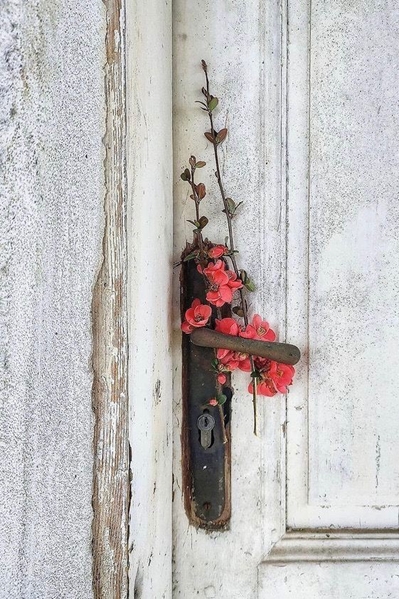 Fanfic / Fanfiction Beautiful and sad flowers