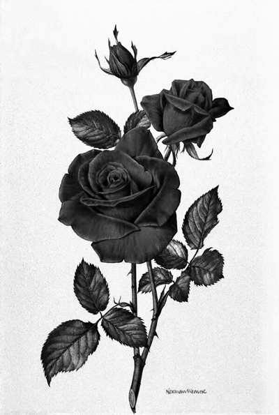 Fanfic / Fanfiction A rosa