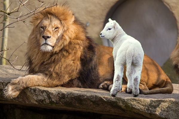 Fanfic / Fanfiction O começo de tudo - O leão e a ovelha