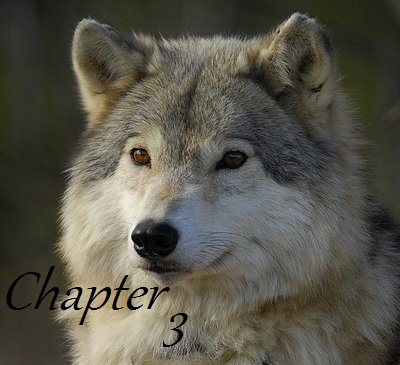 Fanfic / Fanfiction Wolf Moon - Chapter 3