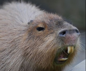 21 ideias de Capivara ❤  capivara, capivaras, fotos de capivara