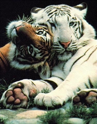 Fanfic / Fanfiction O Desejo do Tigre - Os Três Gatinhos
