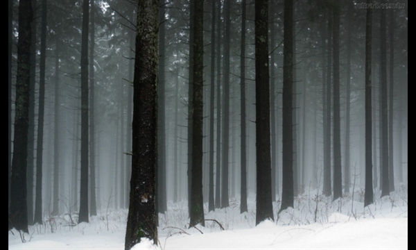 Fanfic / Fanfiction Relatos de um Lobisomem. - A Saída do Canil para Frozen Forest