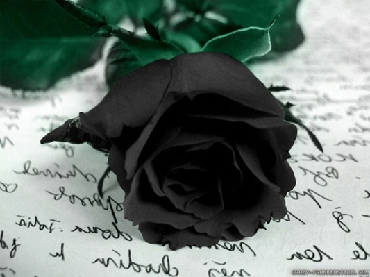 Fanfic / Fanfiction Roses for Kyungsoo - Black rose