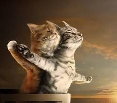 Fanfic / Fanfiction O q os gatos sentem?.. - O amor está no ar!!!..