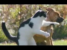 Fanfic / Fanfiction O q os gatos sentem?.. - Gato vs Pit Bull.