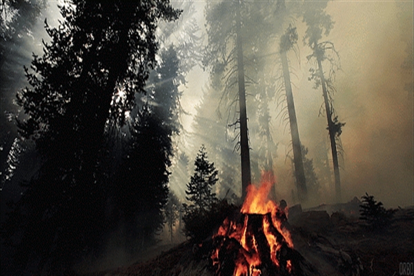 Fanfic / Fanfiction Forest Fire - (Mileven) - In flames