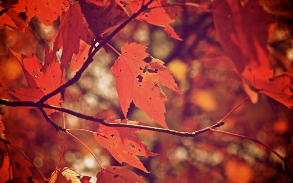Fanfic / Fanfiction 4 Estações - Entre as folhas de Outono