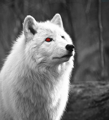 Fanfic / Fanfiction Pack of Wolves Winter - Quem é GHOST